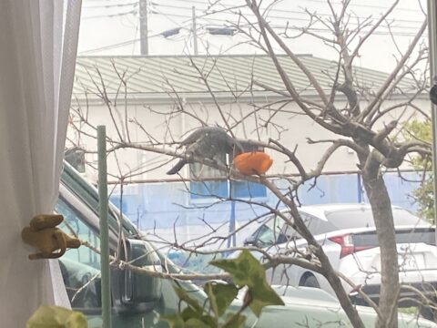 事務所に朝からきます